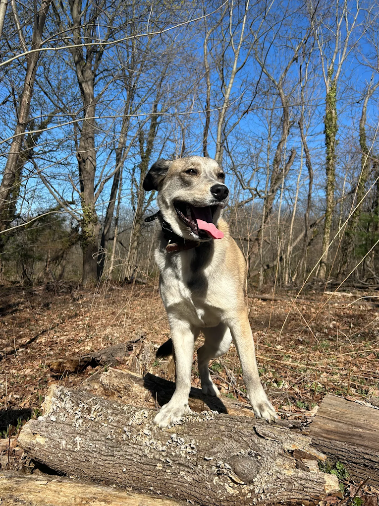 Dog training Walnut Cove NC with happy dog outdoors