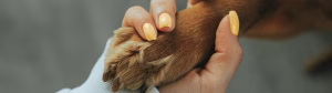 Dog training for pet sitting with a calm dog greeting a professional sitter in a Winston-Salem home
