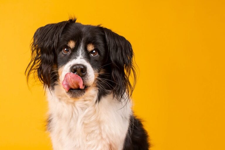 Dog Photography in Winston-Salem: Better Photo Days