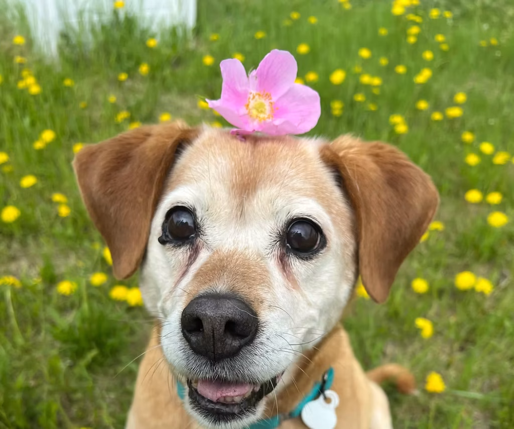 Dog training for pet sitting with a calm dog greeting a professional sitter in a Winston-Salem home