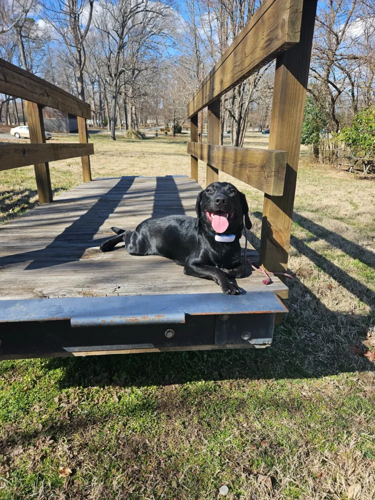 Brutus practicing obedience and off-leash control in Winston-Salem, NC while building safer handling, better focus, stronger commands, and improved owner confidence.