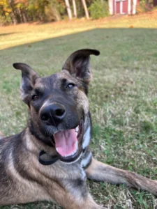 Young Malinois mix puppy practicing obedience in Winston-Salem, NC while building better structure, focus, confidence, owner communication, and foundational training skills.