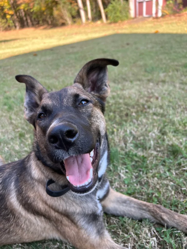 Young Malinois mix puppy practicing obedience in Winston-Salem, NC while building better structure, focus, confidence, owner communication, and foundational training skills.