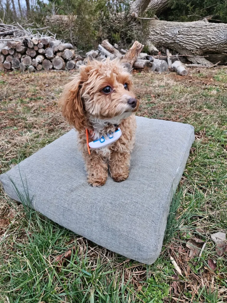 Millie practicing puppy obedience with Off Leash K9 Training Winston-Salem while building better manners, confidence, focus, and owner communication in Winston-Salem, NC.