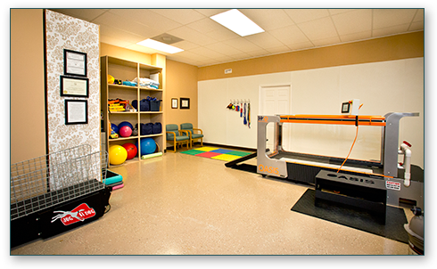 Canine Rehab Training for Confident Recovery