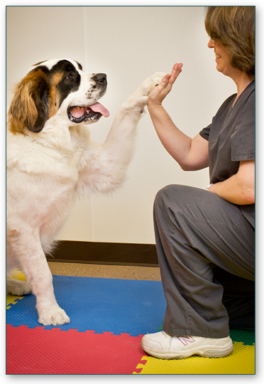 Canine rehab training with a dog calmly practicing leash control during recovery in Winston-Salem