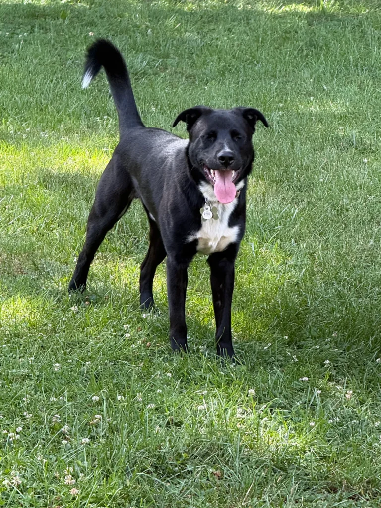 Chance working on obedience with trainer Dave in Winston-Salem, SC