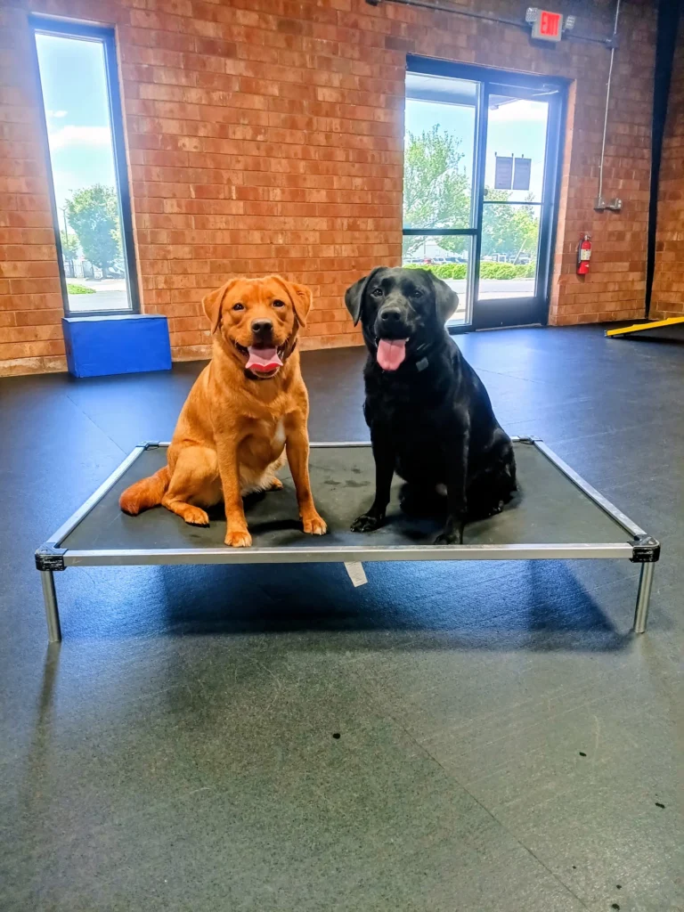 Darla and Lilah practicing heel and obedience in Winston-Salem, SC