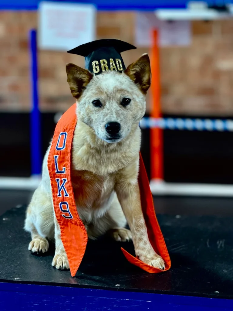 Red, a five-month-old Red Heeler, practicing off-leash recall and obedience in Winston-Salem, NC.