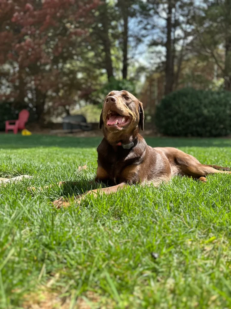 Ruby the Chocolate Lab practicing obedience in Winston-Salem, SC