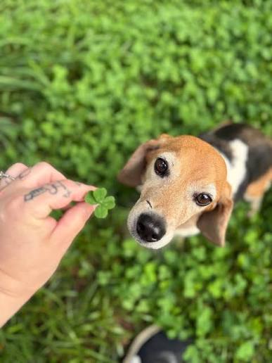 Beagle during dog training in Thomasville NC