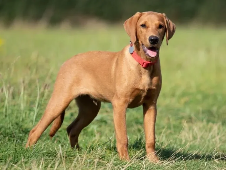 Puppy Socialization in Winston-Salem: Build Confidence