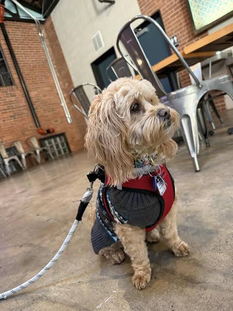 Dog Training for Pet Store Visits in Winston-Salem
