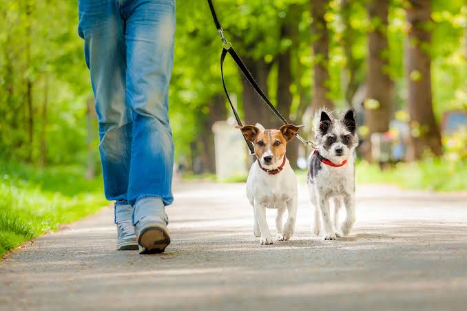 Back-to-School Dog Training for Better Routines