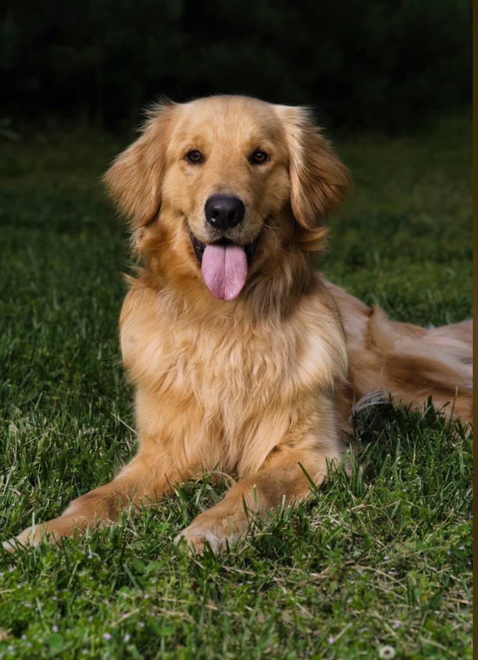 Rescue dog training in Winston-Salem with an adopted dog practicing calm obedience at home