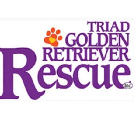 Rescue dog training in Winston-Salem with an adopted dog practicing calm obedience at home