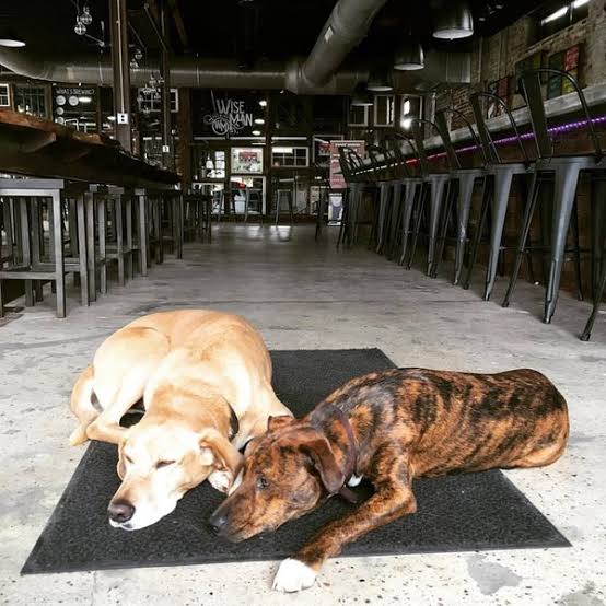 Dog brewery manners training with a calm dog relaxing beside its owner at a dog-friendly Winston-Salem brewery
