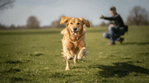 How to train a dog to come when called, dog running on grass