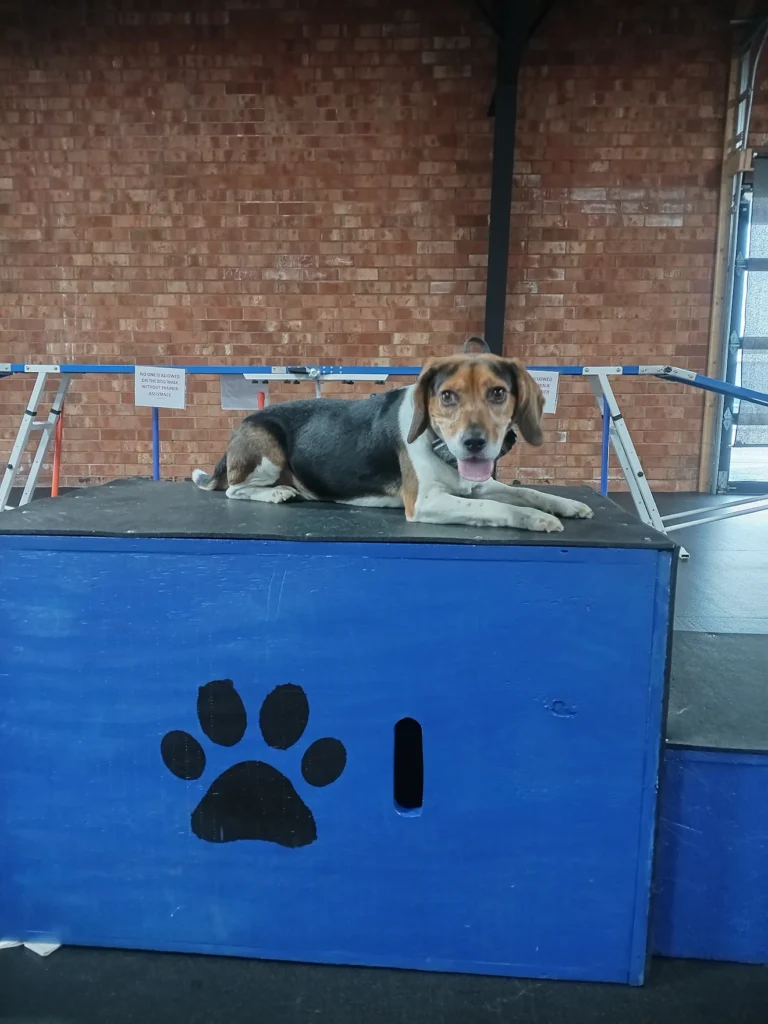 Koby the Beagle practicing leash manners in Winston-Salem, NC